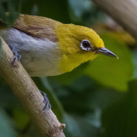 Lowland White-eye